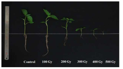 Response of Yuwolcho to gamma-irradiation. Images were taken 30 days after sowing