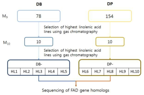 Procedure of selection for high linolenic acid content in soybean mutants. (DB: Danbaek, DP: Deapung)