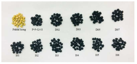 Changed of seed coat color in high oligosaccharide mutants derived from paldal soybean. (D: determinate type, I: indeterminate type)