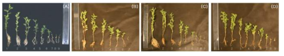 Whole plants of 4-week-old lentils after gamma-irradiation at different doses. A: L-C, B: L-2, C: L-8, D: L-9. The number (1–9) under the plants indicate doses irradiated
