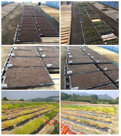 planting of lentil in greenhouse and field