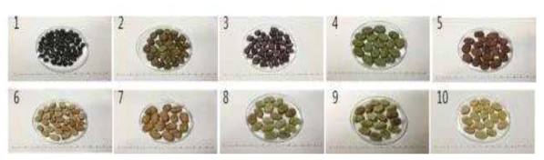 Selection of 10 faba bean lines according to fall sowing. 1-10: accession numbers listed in Table 1-14