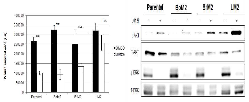 Ras-ERK 시그널링 억제제 (U0126)를 처리할 경우 BrM2와 LM2는 세포의 이동성 저해가 나타나지 않고 AKT 활성화가 관찰됨