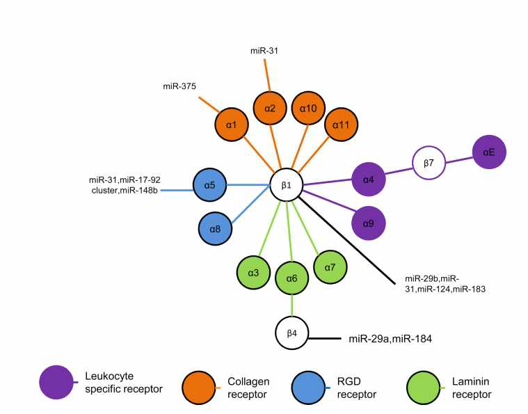 인테그린과 직접적으로 연관성이 높은 miRNA