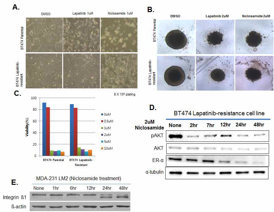 FDA의 시판허가 약물인 Niclosamide를 처리할 경우 약물저항성을 보이는 BT-474의 생장억제 효과 및 HER2, Integrin beta1의 절단 현상 발견