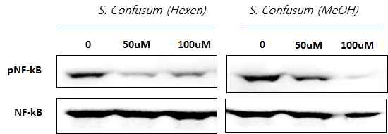 해당 물질이 NF-kB pathway를 억제하는 기전을 밝혔음