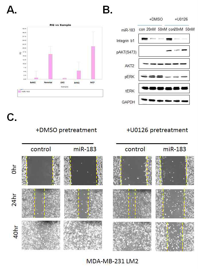 UO126+ miR-183에 의한 이동성 변화. UO126를 처리한 경우에만 miR-183에 의하여 이동성이 저해됨
