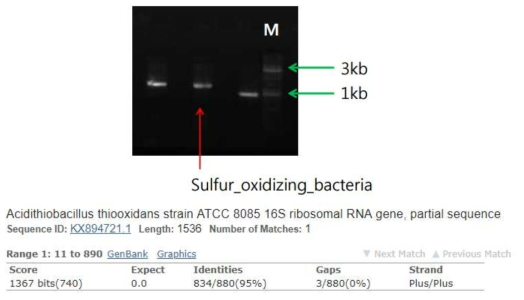 황산화균의 16s rRNA 분석