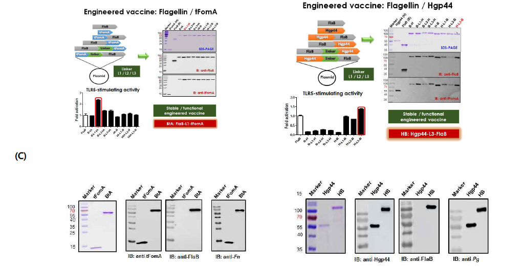 빌트-인 면역증강제를 포함하는 재조합 2가 치주백신 제제 선정. (A) F. nucleatum을 표적으로 하는 항원 선정(FlaB-LK1-tFomA). (B) P. gingivalis를 표적으로 하는 항원 선정 (Hgp44-LK3-FlaB). (C) 선별 백신 제제 타당성 검증: 항세균 혈청 반응성 검증
