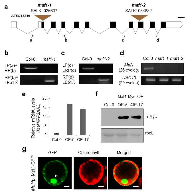 maf1 KO mutant의 genotyping, 유전자 발현 분석, Maf1 단백질의 세포내 위치 분석