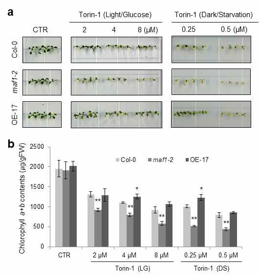 Maf1 KO mutant seedling과 OE seedling의 는 Torin-1처리 후 표현형과 엽록소 양 측정