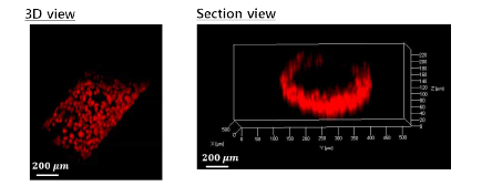 공초점 현미경으로 촬영된 디바이스 내 배양된 혈관내피세포 (Cell tracker, Red 염색) 의 3차원 형광이미지