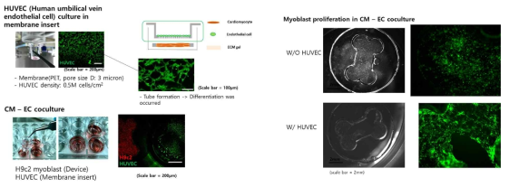 형광현미경을 이용한 혈관내피세포 (HUVEC) 및 심근세포(H9C2 myoblast)의 3차원 공동배양에 따른 Cell proliferation 비교