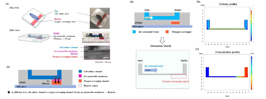 미세유체시스템 내 산소농도 제어를 위한 디바이스의 구조 및 작동 모식도 (좌), 미세유체디바이스 내 산소농도 시뮬레이션을 위한 모델링 및 시뮬레이션 결과 그래프 (우)