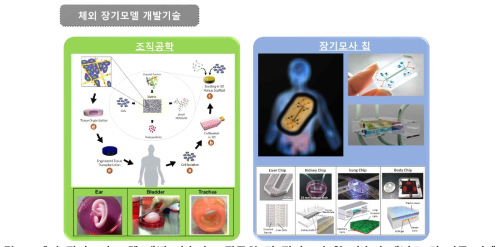 체외 장기모사 모델 개발 기술인 조직공학 및 장기모사 칩 기술의 개념도 및 연구 사례