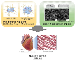 3차원 환경에서의 세포 견인력 제어 및 세포/ECM 정렬을 통한 체내 3차원 심근조직 정렬 모사