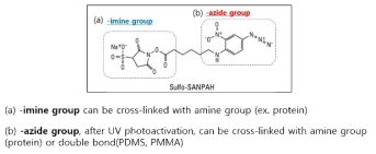 Sulfo-SANPAH Crosslinker의 화학구조 및 반응 성질 모식도