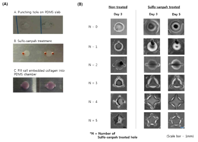 (A) 표면개질 디바이스 제작 및 세포 / 콜라겐 복합체 배양과정 (B) 디바이스 별 현미경 촬영이미지