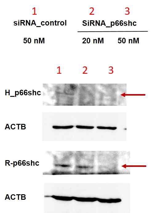 Down-expression of p66shc in cell lines