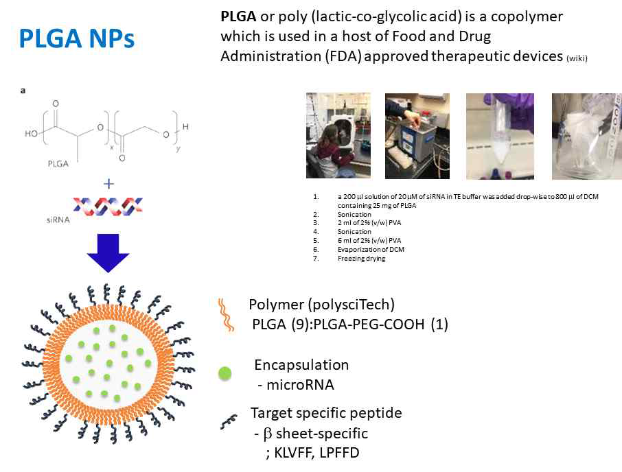 Beta-sheet specific microRNA-encapsulated PLGA NP 합성