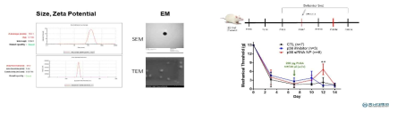 p38 siRNA encapsulated PLGA NP 합성 및 동물모델에서 효과 증명