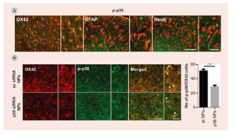 p-p38 expression in p38 siRNA encapsulated pLGA NP