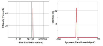 Characterization of p66shc siRNA-encapsulated PLGA nanoparticles