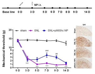 The degree of pain confirmed by mechanical threshold and microglia activation after spinal nerve ligation (SNL)