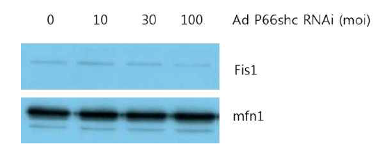 Fis1 and mfn1 expression with adp66shcRNAi