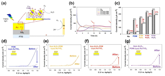 (a) ALD로 증착한 Al2O3 박막으로 Co4POM 촉매를 고정한 Au/TiO2 구조 및 반응 모식도. (b)Al2O3 박막 두께 및 유무에 따른 choronoamperometry 그래프. (전해질: 0.1 M pH 7 K-Pi buffer, 가압 전압: 1.4 V (Ag/AgCl)). (c) 샘플별로 반응 후 12시간과 24시간의 전류값과 그 차이를 나타낸 그래프. (d)POM만 있는 경우, (e) 2 nm Al2O3 박막, (f) 4 nm Al2O3 박막, (g) 6 nm Al2O3 박막이 있는 POM-Au/TiO2 광음극의 반응 전후의 LSV (linear sweep voltammetry) 그래프