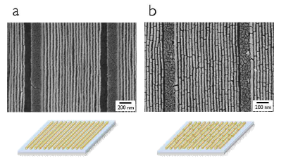 BCP 기반 패턴을 통해 만들어진 주형위에 angled deposition의 증착 각도에 따라 제작된 후 TiO2 기판으로 전사된 (a) 금 나노선과 (b) 금 나노막대가 정렬된 구조의 SEM 사진