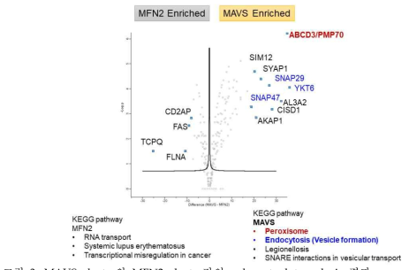MAVS cluster와 MFN2 cluster간의 volcanot plot analysis 결과