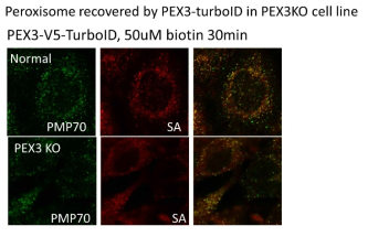 PEX3-KO cell line과 WT cell line에서 PEX3-TurboID 이미징 결과 (SA=Streptavidin)
