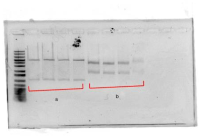 수소생산 효소의 DNA 전기영동 결과