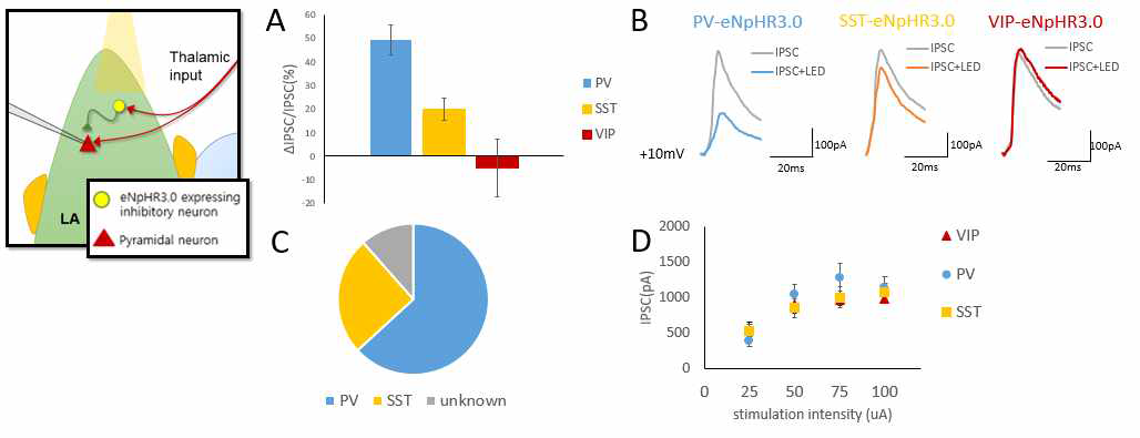 thalamic feedforward 억제에서 세포종류 특이적 기여도 측정 (A) thalamic pathway 자극시 유발되는 IPSC 측정시 각각의 특정 억제성 신경세포만을 선택적으로 억제함 (왼쪽 그림). 이때 줄어든 IPSC 크기(ΔIPSC)를 억제 전과 후의 값을 산출적으로 빼서 계산함. 이를 억제 전의 전체 IPSC 대비 비율로 나타냄으로서 각각의 특정 억제성 신경세포가 매개하는 비율을 나타냄. (B) 억제 전의 IPSC (회색)와 억제 후 IPSC (PV: 파랑, SST: 노랑, VIP: 빨강)의 sample trace. (C) 각각 억제성 신경세포의 매개 비율(A)을 바탕으로 실험적 최대값에 대하여 normalize하여 기여도를 나타냄. 실험적 최대값은 Vgat-Cre 형질전환 실험쥐를 이용, 모든 억제성 신경세포에 halorhodopsin을 발현하여 억제함으로써 설험적으로 얻을 수 있는 di-synaptic 억제의 최대값을 측정하여 얻어짐. (D) 각각의 독립된 실험에서 input/output curve가 유사함으로 보임. 따라서 각각의 실험에서 pathway의 자극이 동질적으로 들어감을 나타냄