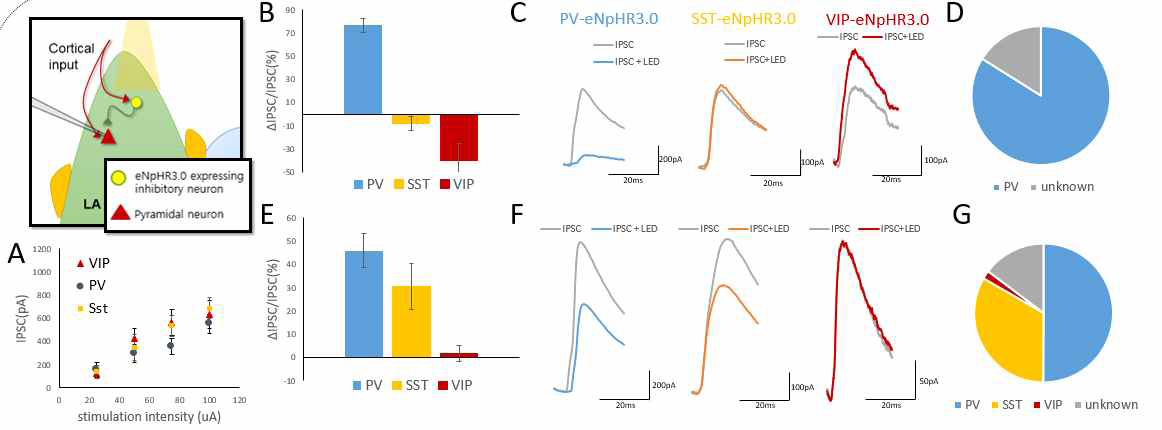 cortical feedforward 억제에서 세포종류 특이적 기여도 측정 (A) 각각의 독립된 실험에서 input/output curve가 유사함으로 보임. 따라서 각각의 실험에서 pathway의 자극이 동질적으로 들어감을 나타냄. (B) cortical pathway 자극시 유발되는 IPSC 측정시 각각의 특정 억제성 신경세포만을 선택적으로 억제함 (왼쪽 그림). 이때 줄어든 IPSC 크기(ΔIPSC)를 억제 전과 후의 값을 산출적으로 빼서 계산함. 이를 억제 전의 전체 IPSC 대비 비율로 나타냄으로서 각각의 특정 억제성 신경세포가 매개하는 비율을 나타냄. (C) 억제 전의 IPSC (회색)와 억제 후 IPSC (PV: 파랑, SST: 노랑, VIP: 빨강)의 sample trace. (D) 각각 억제성 신경세포의 매개 비율(B)을 바탕으로 실험적 최대값에 대하여 normalize하여 기여도를 나타냄. 실험적 최대값은 Vgat-Cre 형질전환 실험쥐를 이용, 모든 억제성 신경세포에 halorhodopsin을 발현하여 억제함으로써 설험적으로 얻을 수 있는 di-synaptic 억제의 최대값을 측정하여 얻어짐. (E, F, G) cortical pathway의 자극세기를 증가시켰을 시(25uA ⤍ 50uA) VIP의 관여도가 떨어지며 SST의 기여도가 증가함을 보여줌