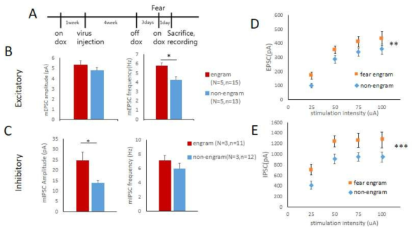 공포학습에 의한 기억흔적세포 특이적 feedforward 억제의 증가 (A) 공포 기억흔적세포를 표지하기 위한 행동실험 일정. 공포조건화 시 활성을 보이는 신경세포를 표지하기 위해 행동실험 3일 전부터 먹이던 doxycycline 함유된 food pellet을 doxycycline이 함유되지 않은 일반 사료로 교체함. 행동실험 후 doxycycline이 함유된 food pellet으로 다시 교체하여 이후 tTA의 비특이적 활성을 억제함. (B) 편도체 측핵에서 mCherry가 발현된 공포 기억흔적세포의 mEPSC를 측정한 결과 frequency에서 유의적 차이가 보임. (C) 또한, 공포 기억흔적세포의 mIPSC의 amplitude가 증가됨. (D) thalamic pathway에서 자극 세기 대비 유발되는 EPSC 세기를 input/output curve로 나타냄. 공포 기억흔적세포에서 유의적인 증가를 확인함. (E) 이는 IPSC (feedforward 억제)의 input/output curve도 EPSC의 경우와 유사하게 공포 기억흔적세포에서 증가됨