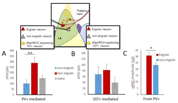 공포학습 후 공포 기억흔적세포 특이적 PV 매개 feedforward 억제의 증가 (A) 공포조건화 후 thalamic pathway feedforward 억제에서 PV가 매개하는 양을 공포 기억흔적세포와 비기억흔 적세포에서 측정함. 그 결과 공포 기억흔적세포에서 PV매개 feedforward 억제의 크기가 유의적으로 증가됨을 규명. (B) SST가 매개하는 thalamic feedforward 억제의 크기는 기억흔적과 비기억흔적세포간 차이가 없음. (C) PV 특이적 input에서 quantal IPSC를 측정한 결과, 기억흔적세포에서 qIPSC의 크기가 비기억흔적세포에 비해 커져있음