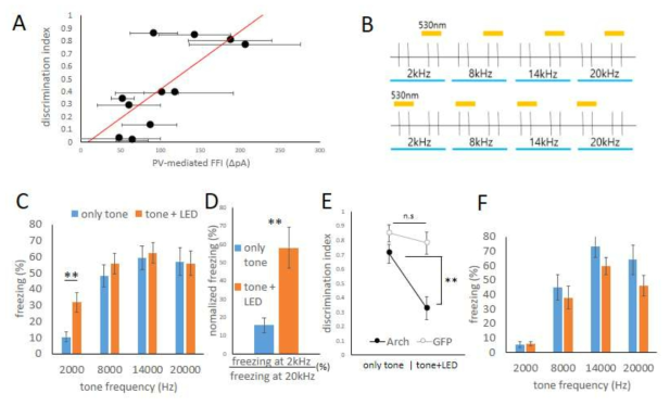 PV 매개 feedforward 억제의 증가는 공포기억의 정확도에 기여함 (A) PV 매개 feedforward 억제의 양과 공포기억의 정확도를 나타내는 discriminative index간의 유의한 상관관계가 나타남 (r=.73, p=0.004). (B) PV 선택적 Arch가 발현된 실험쥐에서 공포 조건화 24시간후 공포기억 테스트 실험 계획도. 2kHz, 8kHz, 14kHz, 20kHz의 순으로 각각 네 번씩의 cue가 제시됨. 그 중 반은 green light(530nm)가 조사됨. LED가 조사되는 순서는 counter balance됨. (C) 각각의 cue에 대한 freezing 정도를 측정시 조건화 자극(CS)인 20kHz에서는 별다른 차이가 없었지만 2kHz에서 green light(530nm)를 조사시 freezing 정도가 유의한 차이를 보이며 증가함. (D) 이를 개체별로 조건화자극(20kHz)에 대한 freezing 정도로 normalization시 보다 극명한 차이를 보임. (E, F) 위의 변화는 EGFP가 발현되는 대조군에서는 보이지 않음. discrimination index(E)에서도 대조군은 green light(530nm) 조사에 의해 별다른 차이를 보이지 않는 반면 실험군에서는 유의적으로 감소됨. 이는 기억이 부정확해짐을 의미함
