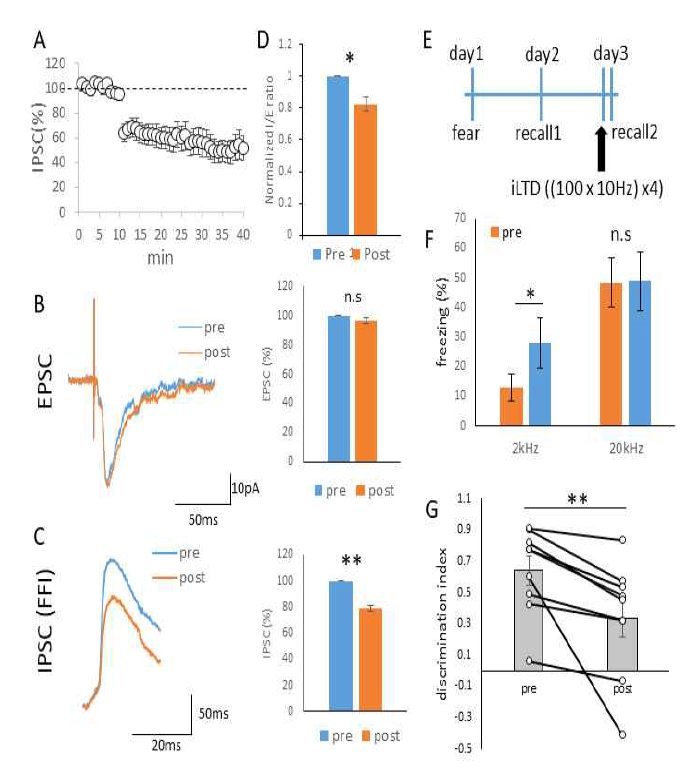 편도체 측핵 PV 억제성 신경세포 시냅스 특이적 장기기억약화를 통한 기억정확도의 감소(A) 편도체 PV 억제성 신경세포에 channel rhodopsin을 발현, PV 억제성 신경세포에서 mCherry로 표지된 공포기억흔적세포로의 IPSC가 iLTD 프로토콜 ((100 x 10Hz) x4)에 의해 감소됨을 확인함. (B) thalamic pathway자극시 나타나는 기억흔적세포로의 EPSC의 크기는 iLTD 프로토콜에 의해 영향을 받지 않는 반면, (C) IPSC의 크기는 감소됨. (D) 따라서 IPSC/EPSC 비율의 감소가 일어나며 흥분과 억제 균형이 흥분쪽으로 치우침. (F) iLTD 전후의 공포기억 비교를 위한 행동 페러다임. day1에 공포학습(fear), day2에 첫 번째 공포기억 테스트(recall)를 진행함. day3에 iLTD를 이식된 광학케뉼라를 통해 시행한 후 두 번째 공포기억 테스트(recall)을 진행 iLTD 전과 후의 공포기억을 비교함. (F, G) 그 결과, iLTD에 의해서 novel cue인 2kHz에 대한 freezing이 증가되며 공포기억이 부정확해짐을 확인함. 이는 discrimination index[(freezing20KHz-freezing2kHz)/(ffreezing20KHz+freezing2kHz)] 의 감소로 확연하게 나타남