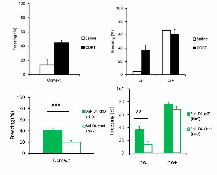 코티코스테론 주입 및 편도체 D4 수용체 knockdown에 의한 공포일반화 현상. 공포조건화 후 코티코스테론(corticosterone) 복강주사된 마우스는 대조군과 비교하여 Context (왼쪽 위)와 CS (-) (오른쪽 위)에 공포반응이 증가하는 공포일반화 증상을 보임. 편도체 측핵의 추체신경세포 (Pyramidal neuron) 특이적 도파민 수용체 4의 Knockdown은 공포 일반화 현상을 일으키기에 충분함(아래)