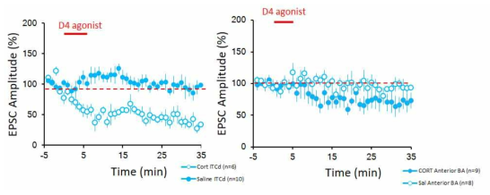 도파민 수용체 4 길항제에 의한 신경회로 특이적 흥분성 신호세기 변화. CORT 복강 주사군에서 도파민 수용체 4 길항제 처리 후 흥분성 신호세기의 크기가 ITCd (왼쪽), Anterior BA (오른쪽)에서 감소함. 하지만 대조군인 Saline 복강 주사군에서는 이 변화가 관찰되지 않음