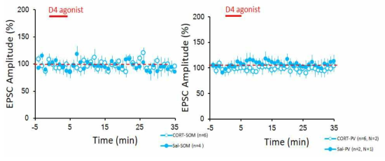 도파민 수용체 4 길항제에 의한 편도체 측핵 내 흥분선 신호세기의 변화. 편도체 측핵내 억제성 신경세포인 SOM (왼쪽), PV (오른쪽) 발현 신경세포 각각 CORT와 Saline 복강 주사군 모두 흥분성 신호세기의 변화가 관찰되지 않음