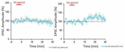 도파민 수용체 4 길항제에 의한 측핵중심핵 세포타입 흥분선 신호세기의 변화 관찰. 편도체 측핵으로부터의 흥분성 신호세기는 SOM 발현세포 (왼쪽), PKC delta 발현 세포 (오른쪽) 모두에서 도파민 수용체 4 길항제에 의해 변화하지 않았음