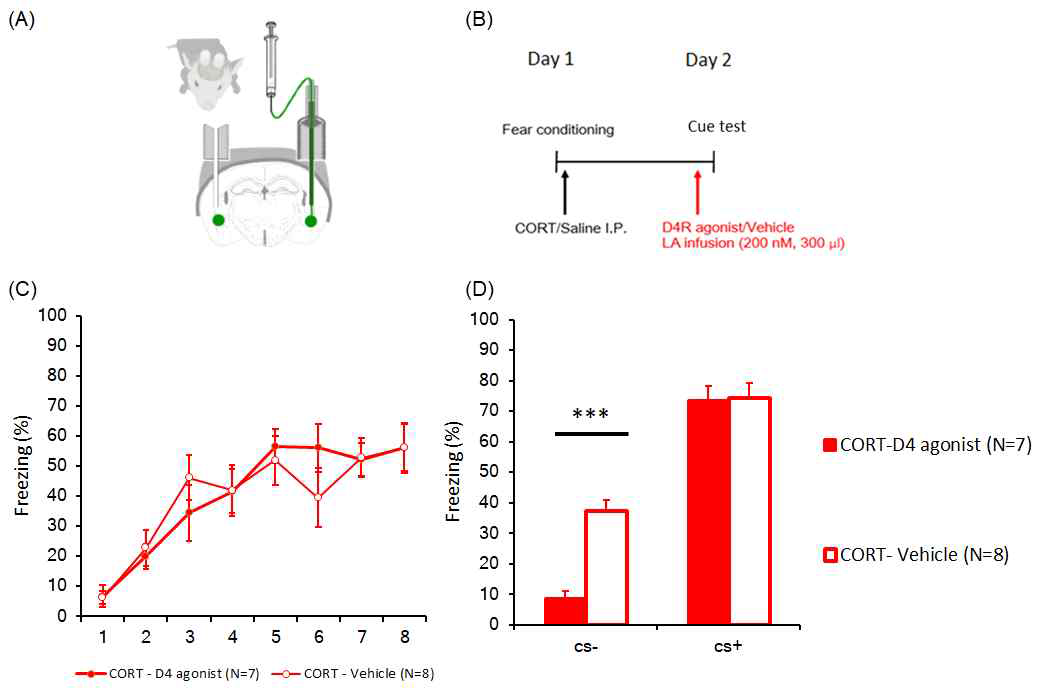 도파민 수용체 4 길항제 투여에 의한 CORT 복강주사군의 행동변화 관찰. 도파민 수용체 4 길항제를 공포발현 테스트 전 편도체 측핵으로 투여함 (A,B). 공포 학습시에 두 집단의 차이는 없음 (C). 하지만 공포 발현시 CORT 복강주사로 인한 CS(-) 공포발현이 증가하는데 이 현상을 도파민 수용체 4에 투여로 감소시킬 수 있음 (D)