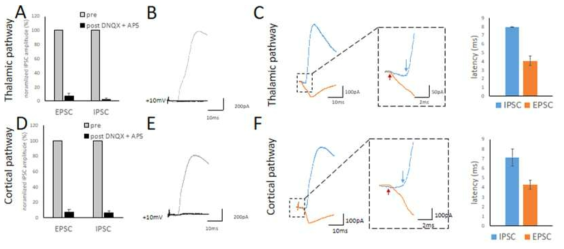 thalamic pathway와 cortical pathway에서 편도체 측핵 흥분성 신경세포로 가는 di-syanptic 억제 측정 및 증명. (A, D) thalamic pathway와 cotical pathway에서 측정된 IPSC는 AMPAR 길항제인 DNQX와 NMDAR 길항제인 AP5 투여에 의해 억제됨. (B, E) glutamatergic 길항제 처리 실험에 대한 sample trace (처리전: 회색, 처리후: 검정색). (C, F) thalamic pathway와 cotical pathway에서 측정된 IPSC는 mono-synaptic EPSC의 latency의 약 두배정도의 latency를 보임