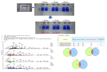 Mass Spectrometry data analysis from fat tissue