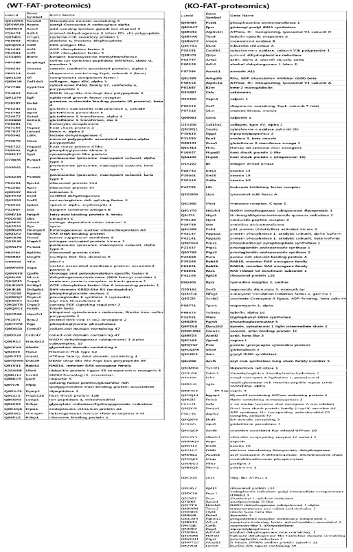 Proteomics data; wt vs. Dhrs1 KO