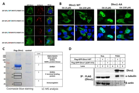 Dhrs1 WT과 AA mutant의 세포내 위치와 interacting proteins