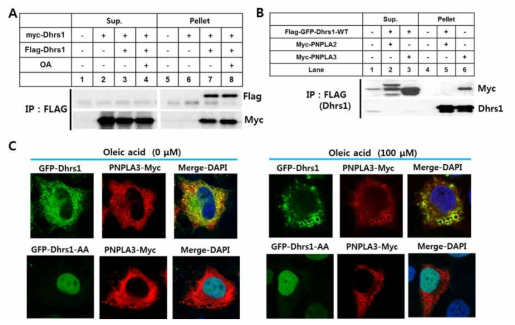 Dhrs1 interact with PNPLA3